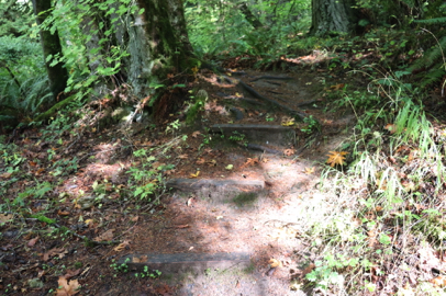 Roots and raised boards/steps to prevent erosion cross the width of the Jay Trail
